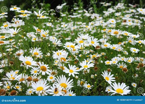 Daisy Flowers On A Meadow Stock Image Image Of Macro 103014219