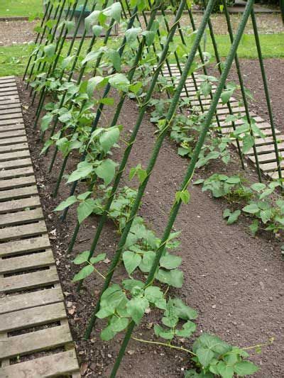 How To Grow Runner Beans Growing Vegetables Diy Herb Garden