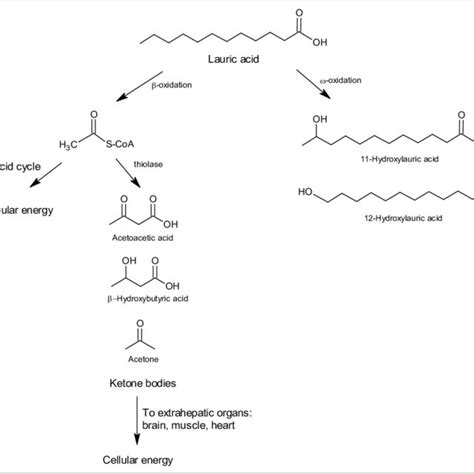 Examples Of Medium Chain Fatty Acids Mcfa And Medium Chain
