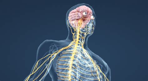 Anatomía Estructura Y Funcionamiento Del Sistema Nervioso Fisioonline