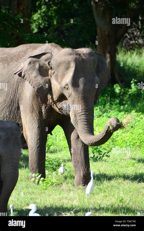 Sri Lankan Elephant Elephas Maximus Maximus Minneriya National Park Sri Lanka Ázsiai