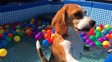 Beagle Pool Party Pool Turns Into Ball Pit Beagle Universe Youtube