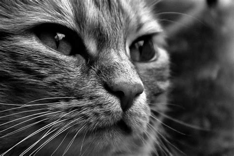 Cats Face In Grayscale Art Free Image Peakpx