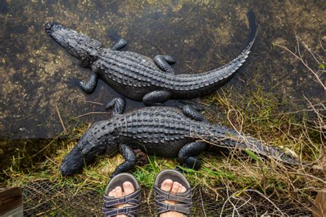 All About The American Alligator In The Everglades Captain Mitchs