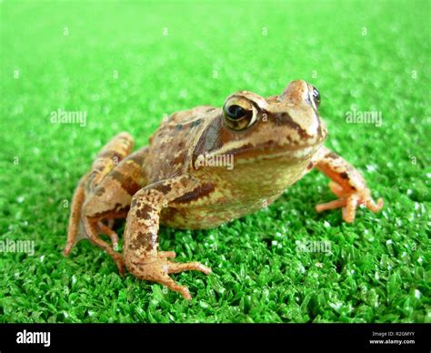 Grass Frog 1 Stock Photo Alamy