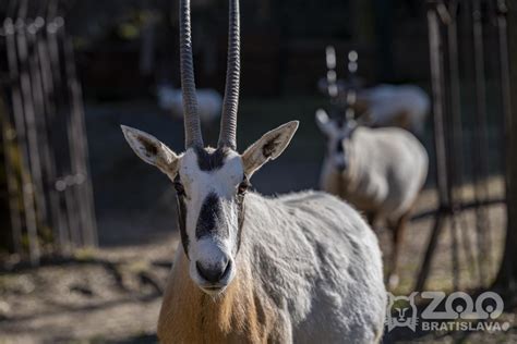 Oryx Arabský 250 €rok Zoo Bratislava