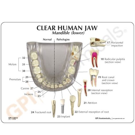 Human Jaw Model