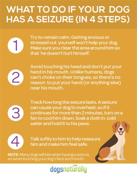 3 Natural Treatments For Dog Seizures And Epilepsy