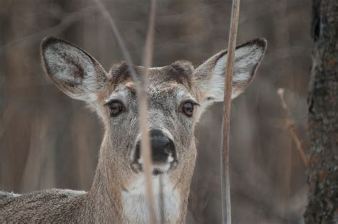 Whitetail Deer Img9866 Cypress Hills Saskatchewan Canad Flickr