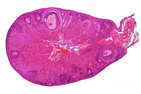 Cat Ovary Photograph By Dr Keith Wheelerscience Photo Library Pixels