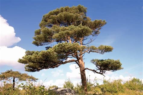 12 Iconic Types Of Pine Trees In New Zealand Progardentips