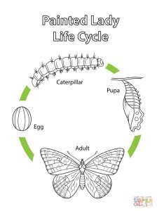 printable coloring pages butterfly life cycle