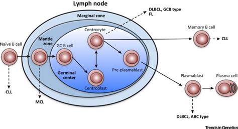 Short Circuiting Gene Regulatory Networks Origins Of B Cell Lymphoma