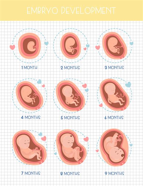 Stages Of Pregnancy Development Gambaran