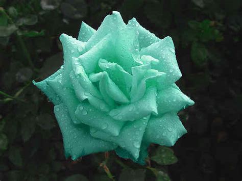 Green Rose Pictures High Resolution Green Rose Pictures