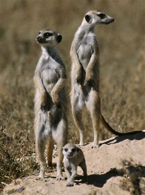 48 Best Meerkats Meerkat Suricat Suricata Suricatta