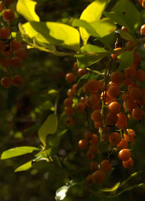 Free Images Tree Nature Branch Fruit Sunlight Leaf Flower Food