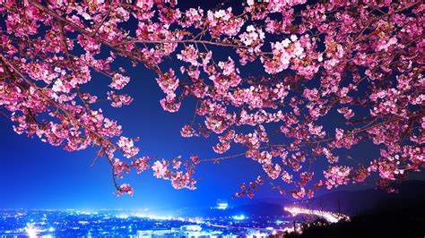 Hintergrundbilder Blumen Stadtbild Ast Kirschblüte Blühen Tokio