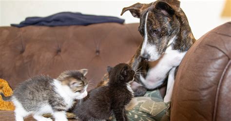 Have You Ever Thought About Becoming A Foster Caregiver Aspca