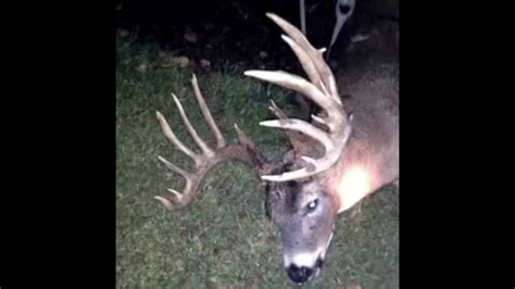 Giant 24 Point Buck Hit By Car In Ohio Youtube Indiana University
