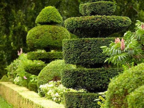 How To Prune Topiary Saga Topiary And Chia Pets