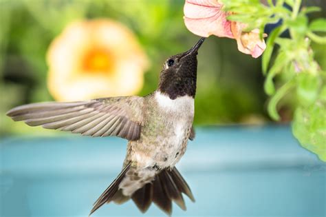 Do Hummingbirds Pollinate Interesting And Surprising Facts