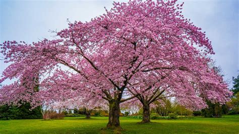 Cherry Blossom Tree Summer