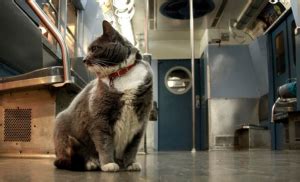 To qualify, the animal must be reasonably well behaved and under. Service Animals on the NYC Subway: Confusion with the ...