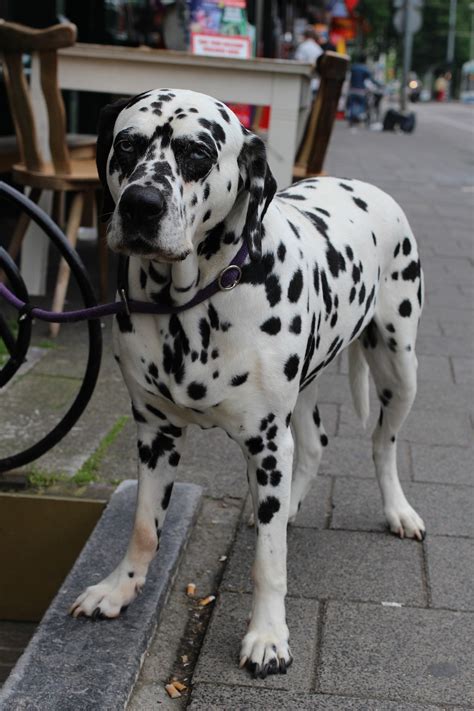 Dog Dalmatian Spots · Free Photo On Pixabay