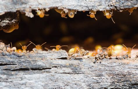 how to prepare for florida s drywood termite swarm season