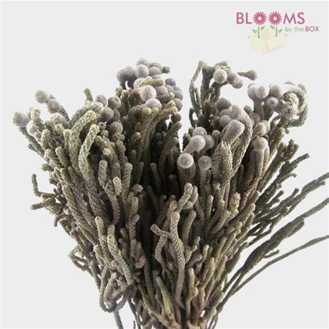 Brunia Silver Flower Wholesale Blooms By The Box