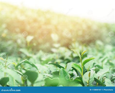 Green Tea Field On The Mountain Stock Image Image Of Field Meadow