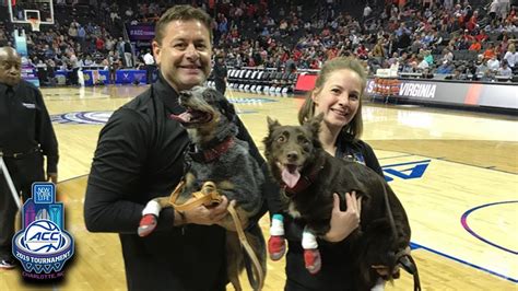 Amazing Frisbee Catching Dogs Takeover Halftime Of The Acc Tournament