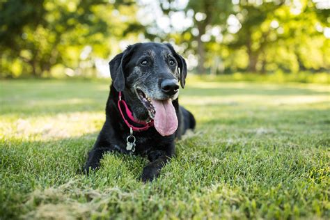 Senior Dog Health: When Is It Time to See the Vet?