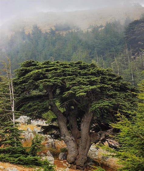 The Mighty Cedar 🌲 Cedar Trees Lebanon Tree Unique Trees