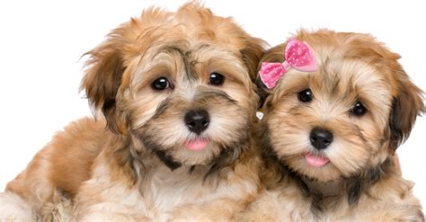 Which Puppy Gender Is Right For You Puppy Buddy