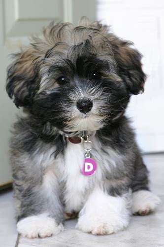 Such Good Dogs Breed Of The Month Havanese