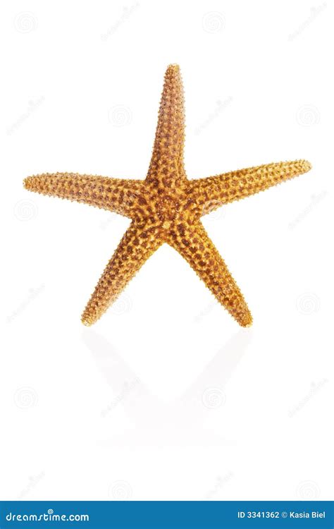 Florida Brown Starfish Stock Photography Image 3341362