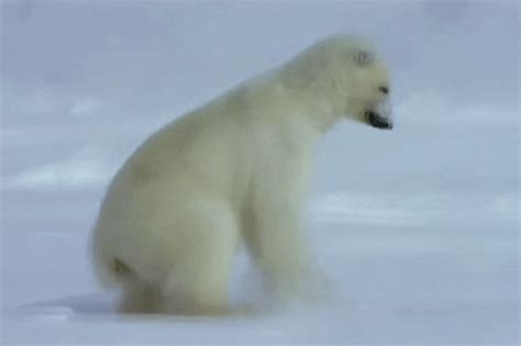 Polar Bear  Find And Share On Giphy
