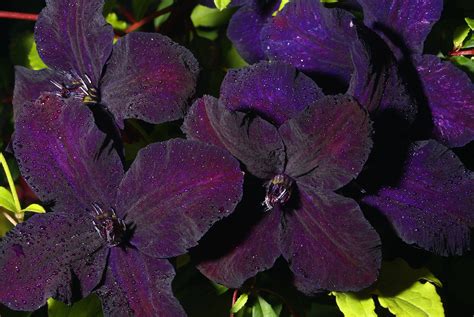 Lilly plants gloriosa lily easy to grow bulbs architectural plants climbing flowers rabbit garden lily bulbs bulbs for sale green flowers. Clematis, Polish Spirit. | Clematis, Polish Spirit ...