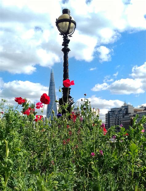 Blooming Marvellous The 6 Best Places To See Spring Flowers In London