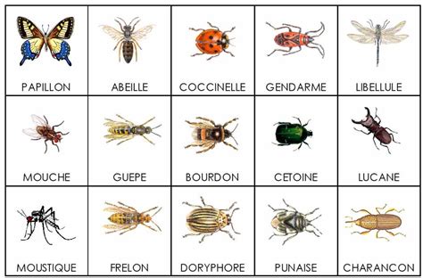 Les Insectes