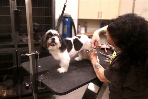 This is pups pet club, a dog daycare center that offers additional pet services. Grooming - PUPS Pet Club