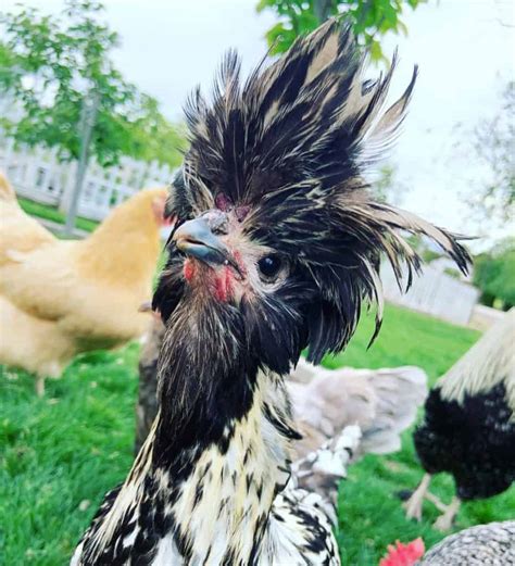 Top Weird Chicken Breeds With Pictures