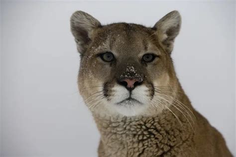 Puma Or Mountain Lion Puma Concolor Stock Photo By ©mikelane45 34624231