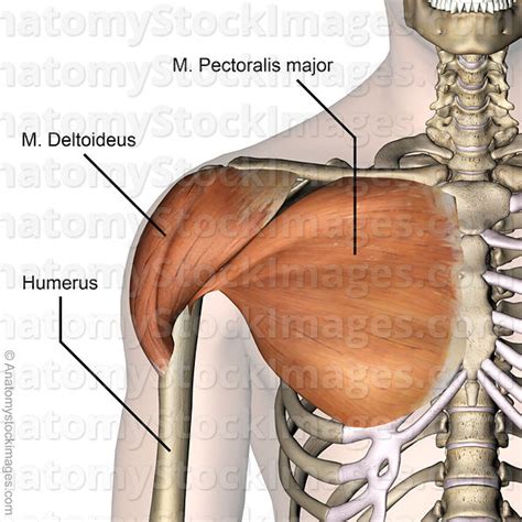 If you are going to take up weight training, you should familiarize yourself with your musculoskeletal system, or at least learn the names of the. Anatomy Stock Images | shoulder-muscles-musculus-deltoideus-deltoid-pectoralis-major-humerus ...