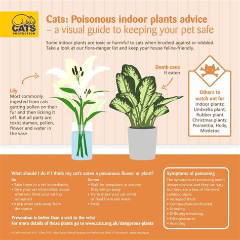 Make sure to keep all plants out of paws' reach. House Plants That Are Not Toxic To Cats - CatWalls