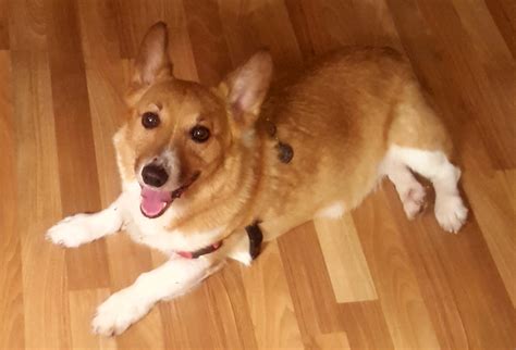 Home Sunshine Corgi Rescue