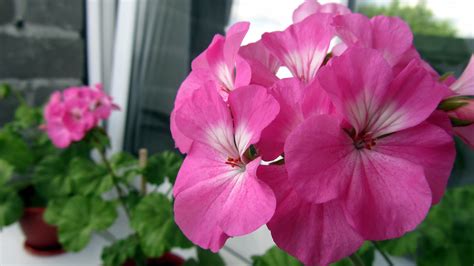 Banco De Imagens Natureza Plantar Flor Pétala Verão Rosa Flora