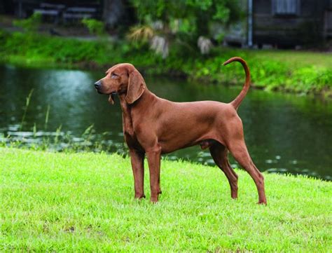 Bred mainly for hunting purposes, the redbone coonhound is a breed of american hounds, expert in hunting raccoons, cougars and even bears with the same expertise both in land and water. Redbone Coonhound | Native Breed.org